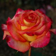 Rose Dream Come true Foto Vierl&auml;nder Rosenhof